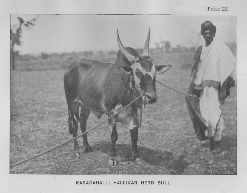 lightning-India 1895 Karadahalli Hallikar bull